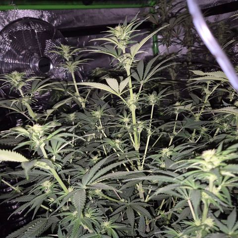 Mimosa evo stecki  🍊🍋🍍 (65-70bt) growlog timeline photo