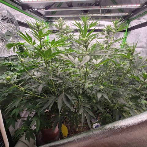 Mimosa evo stecki  🍊🍋🍍 (65-70bt) growlog timeline photo