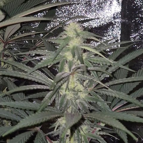 ICE 💚🧊 (63-70bt) growlog timeline photo
