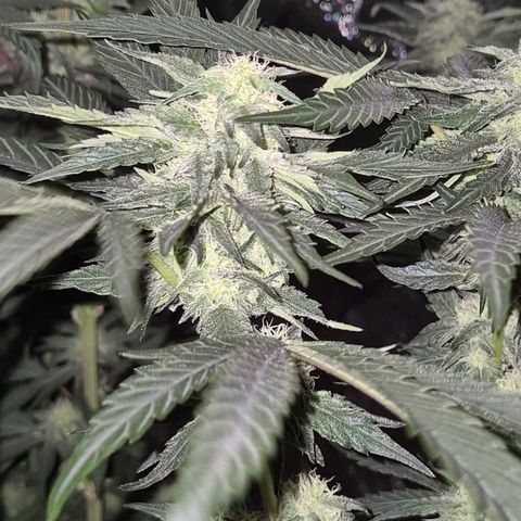 Ice cream cake 🍰 & permanent marker🖊(65-73bt) growlog timeline photo