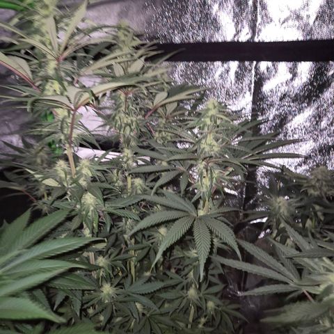ICE 💚🧊 (63-70bt) growlog timeline photo
