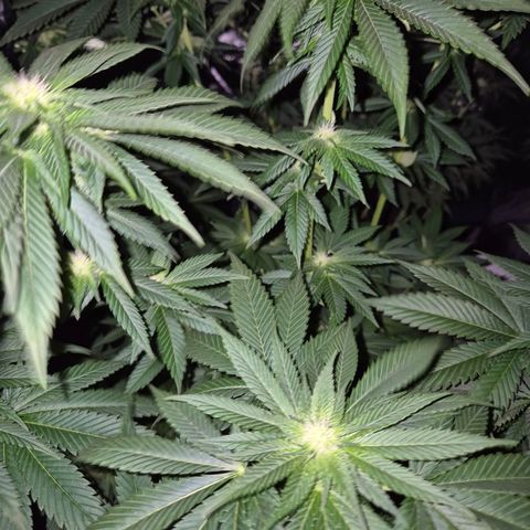 💚Bubba kush 🦝 (56-63 BT) growlog timeline photo
