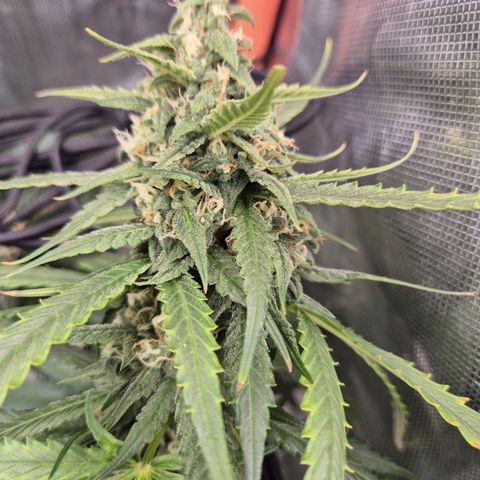 LSD auto (63-70 Tage ab Keimung) growlog timeline photo