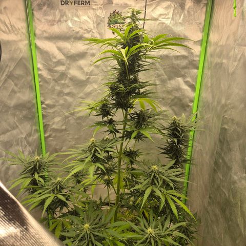💚CHOCOLOPE 🍫 ☕️auto (56-63 BT) growlog timeline photo