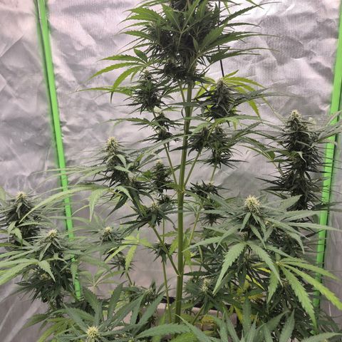 💚CHOCOLOPE 🍫 ☕️auto (56-63 BT) growlog timeline photo