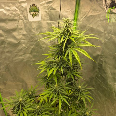 💚CHOCOLOPE 🍫 ☕️auto (56-63 BT) growlog timeline photo