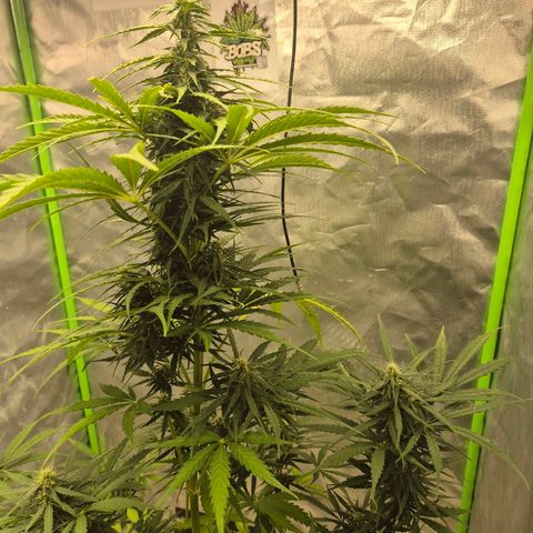 💚CHOCOLOPE 🍫 ☕️auto (56-63 BT) growlog timeline photo