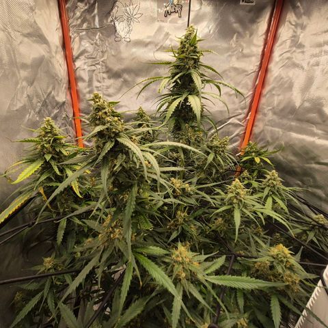 LSD auto (63-70 Tage ab Keimung) growlog timeline photo