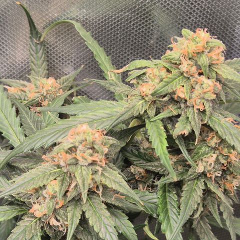 LSD auto (63-70 Tage ab Keimung) growlog timeline photo