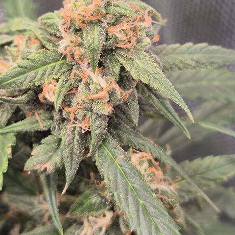 LSD auto (63-70 Tage ab Keimung) growlog timeline photo