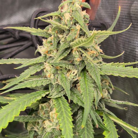 LSD auto (63-70 Tage ab Keimung) growlog timeline photo