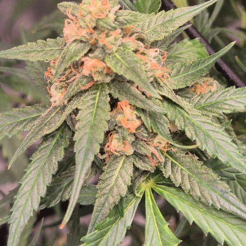 LSD auto (63-70 Tage ab Keimung) growlog timeline photo