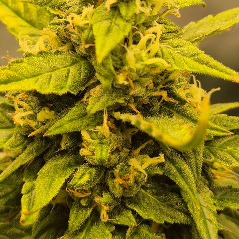 LSD auto (63-70 Tage ab Keimung) growlog timeline photo