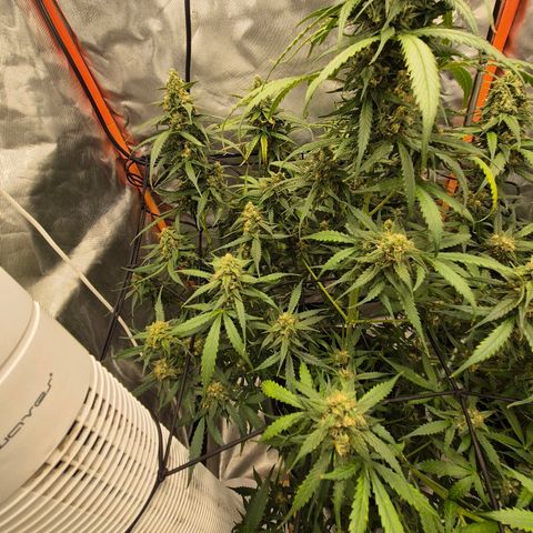 LSD auto (63-70 Tage ab Keimung) growlog timeline photo
