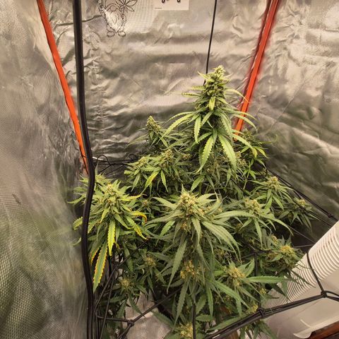 LSD auto (63-70 Tage ab Keimung) growlog timeline photo