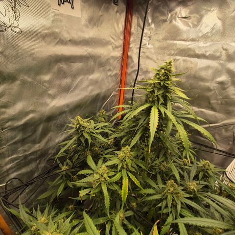 LSD auto (63-70 Tage ab Keimung) growlog timeline photo