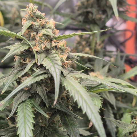 LSD auto (63-70 Tage ab Keimung) growlog timeline photo