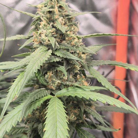 LSD auto (63-70 Tage ab Keimung) growlog timeline photo