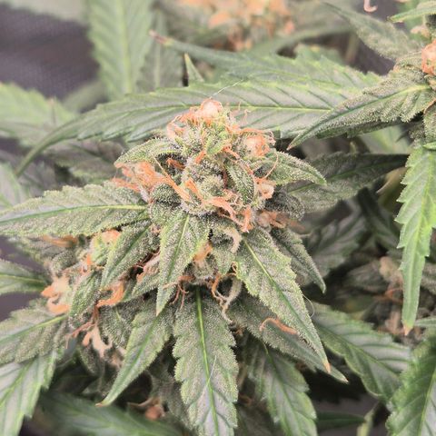 LSD auto (63-70 Tage ab Keimung) growlog timeline photo