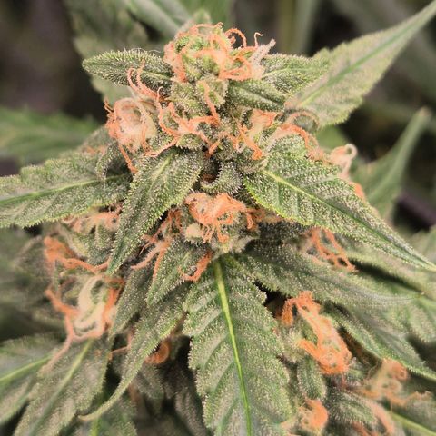 LSD auto (63-70 Tage ab Keimung) growlog timeline photo