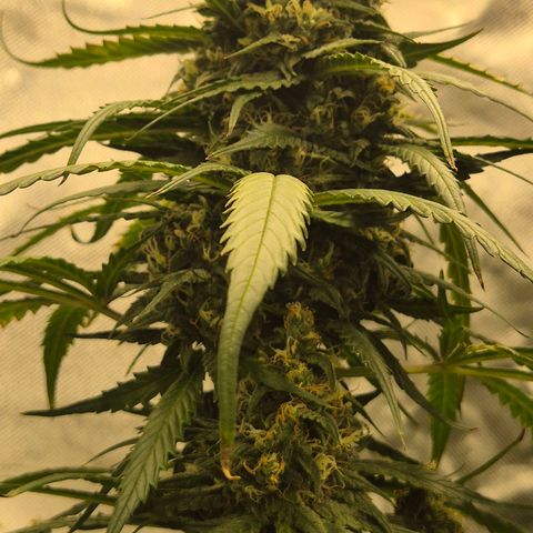 LSD auto (63-70 Tage ab Keimung) growlog timeline photo