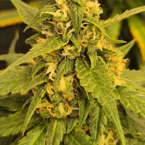LSD auto (63-70 Tage ab Keimung) growlog timeline photo