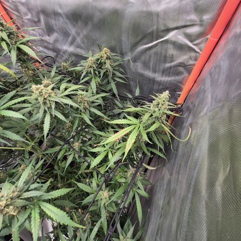 LSD auto (63-70 Tage ab Keimung) growlog timeline photo