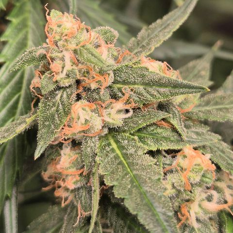 LSD auto (63-70 Tage ab Keimung) growlog timeline photo