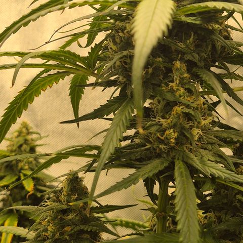 LSD auto (63-70 Tage ab Keimung) growlog timeline photo