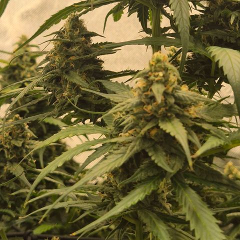 LSD auto (63-70 Tage ab Keimung) growlog timeline photo
