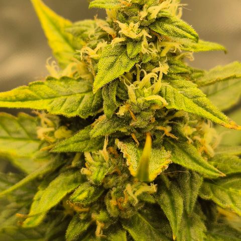 LSD auto (63-70 Tage ab Keimung) growlog timeline photo