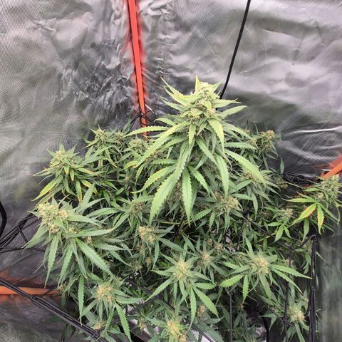 LSD auto (63-70 Tage ab Keimung) growlog timeline photo