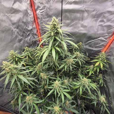LSD auto (63-70 Tage ab Keimung) growlog timeline photo