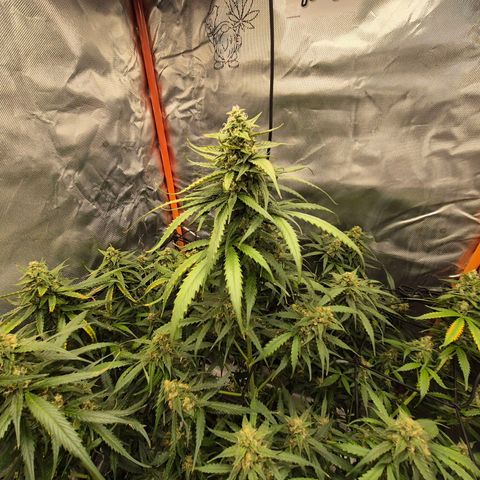 LSD auto (63-70 Tage ab Keimung) growlog timeline photo