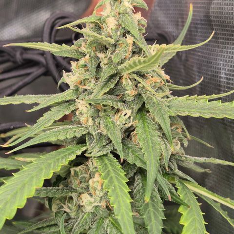 LSD auto (63-70 Tage ab Keimung) growlog timeline photo