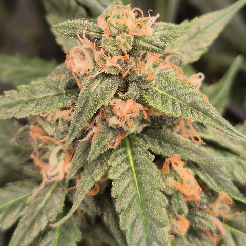 LSD auto (63-70 Tage ab Keimung) growlog timeline photo