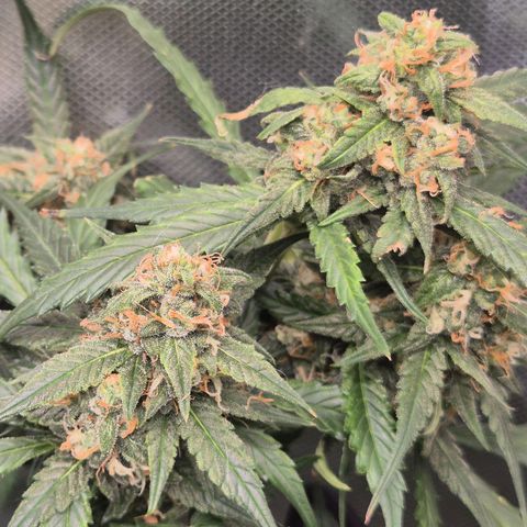 LSD auto (63-70 Tage ab Keimung) growlog timeline photo