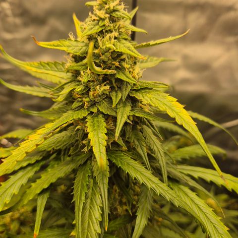 LSD auto (63-70 Tage ab Keimung) growlog timeline photo