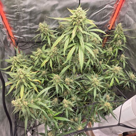 LSD auto (63-70 Tage ab Keimung) growlog timeline photo