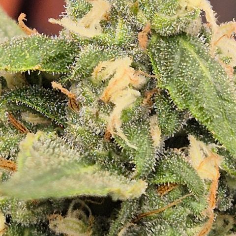 LSD auto (63-70 Tage ab Keimung) growlog timeline photo