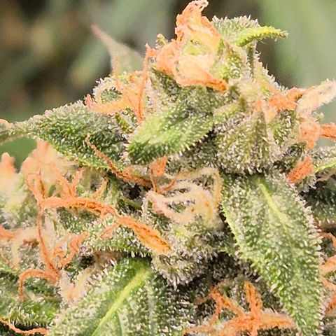LSD auto (63-70 Tage ab Keimung) growlog timeline photo