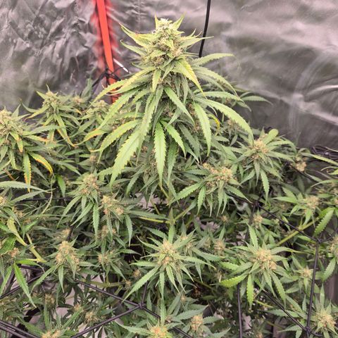 LSD auto (63-70 Tage ab Keimung) growlog timeline photo