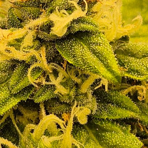 LSD auto (63-70 Tage ab Keimung) growlog timeline photo
