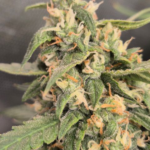 LSD auto (63-70 Tage ab Keimung) growlog timeline photo