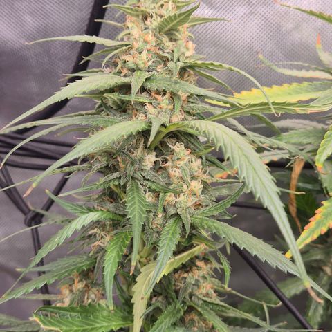 LSD auto (63-70 Tage ab Keimung) growlog timeline photo