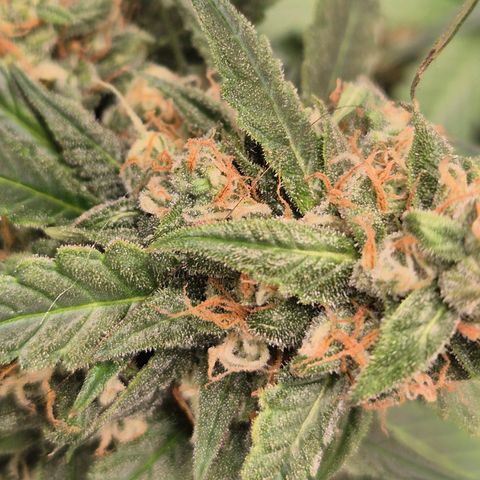 LSD auto (63-70 Tage ab Keimung) growlog timeline photo