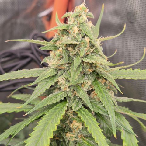 LSD auto (63-70 Tage ab Keimung) growlog timeline photo
