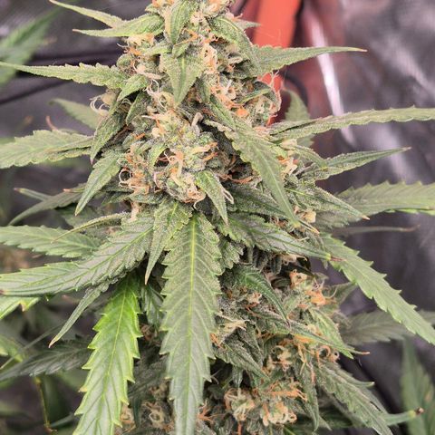 LSD auto (63-70 Tage ab Keimung) growlog timeline photo