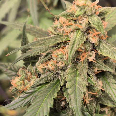 LSD auto (63-70 Tage ab Keimung) growlog timeline photo
