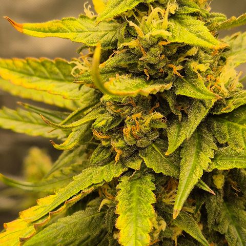 LSD auto (63-70 Tage ab Keimung) growlog timeline photo
